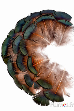 Goldfasan - 4-6 cm - natur-metallischgrün